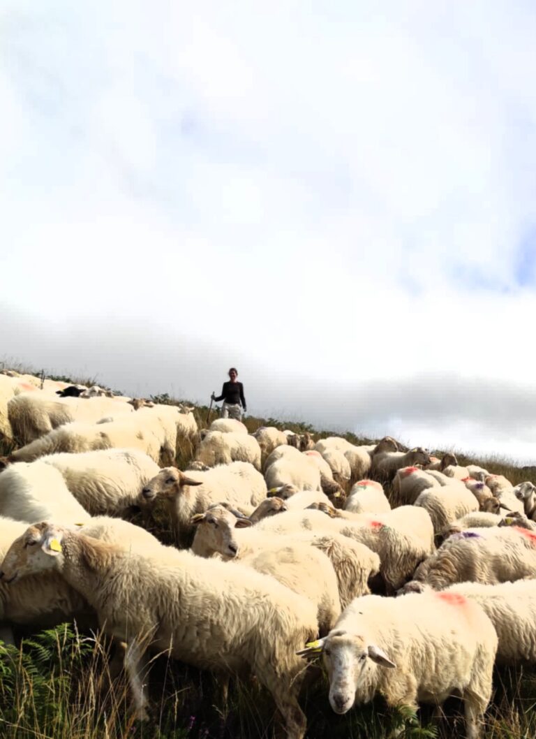 Stage berger en estive, avec ou sans son chien