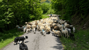 Troupeau de brebis accompagné de chiens de berger dans les Pyrénées