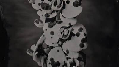 Nature morte florale stage photographie au collodion humide à Lyon