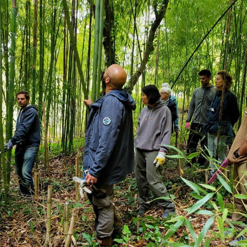 Coupe Bambou Bertrand Chereau, Bamboutier en Ariège