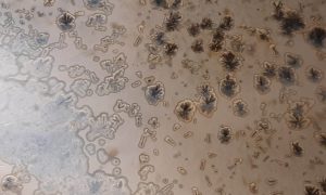 Détail d'émail pendant une formation autour de la céramique et de la poterie avec une céramiste en Charente