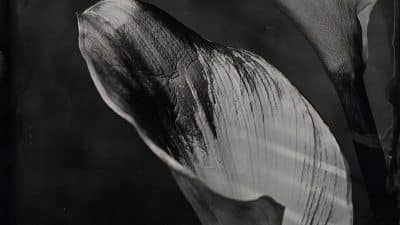 Nature morte végétale stage photographie au collodion humide à Lyon