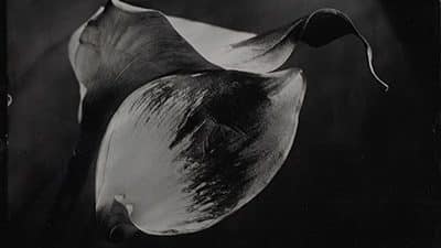 Nature morte florale atelier photographie au collodion humide