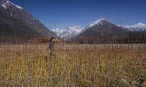 Osiériculture Formation à la vannerie d'osier dans les Hautes Alpes