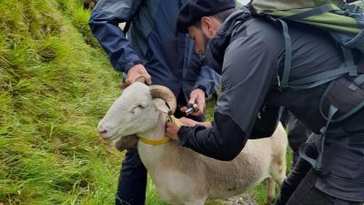 Jean-Louis et un participant auprès d'une brebis pendant le stage en estive