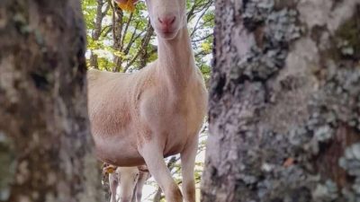 Brebis au milieu du troupeau sur une estive dans les Pyrénées