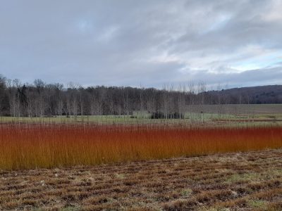 Oseraie pendant la formation vannier en vannerie en Bourgogne