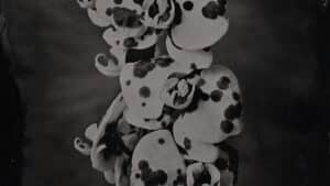 Nature morte florale stage photographie au collodion humide à Lyon