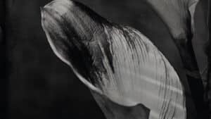 Nature morte végétale stage photographie au collodion humide à Lyon