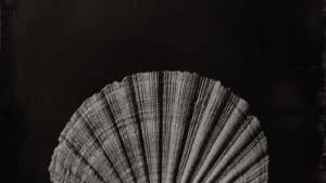 Coquillage en lumière atelier photographie au collodion humide