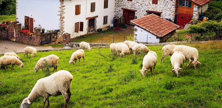 Stage de berger fromager au pays basque