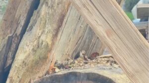Fente et départoir au cours du stage d’ébénisterie : Bois de fente et sculpture à la plane
