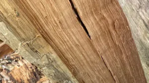 Fente de la grume pendant le stage d'ébéniste entre Paris et Reims